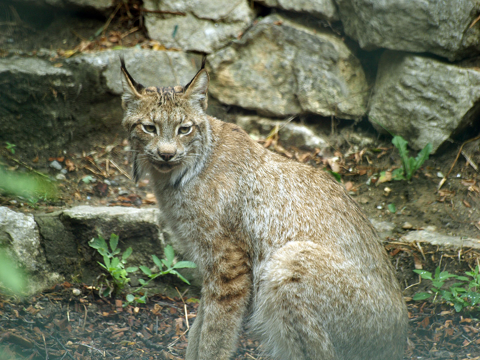 Canadian lynx