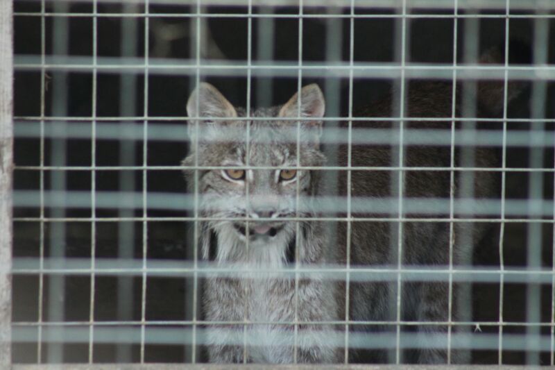 Canadian Lynx