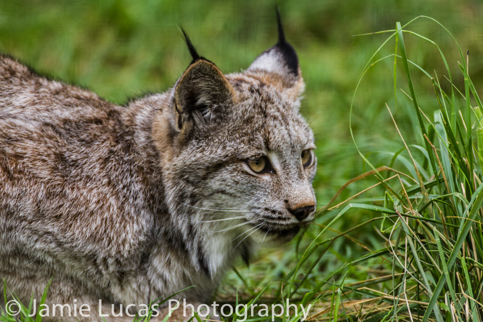 Canadian Lynx