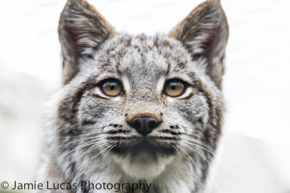 Canadian Lynx