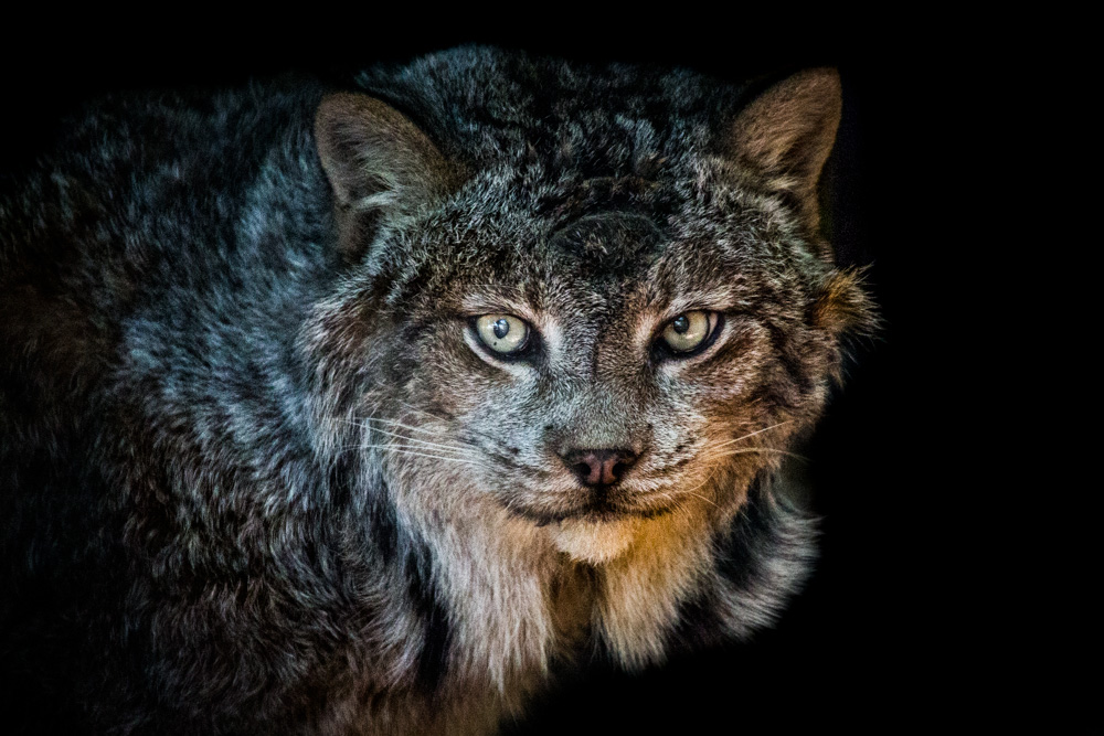 Canadian Lynx