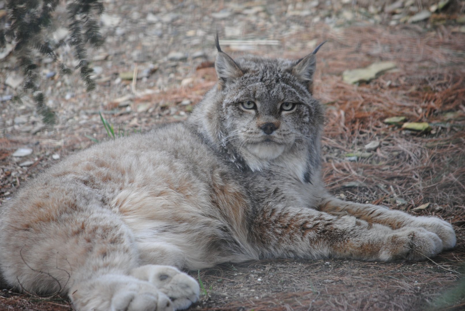 Canadian Lynx