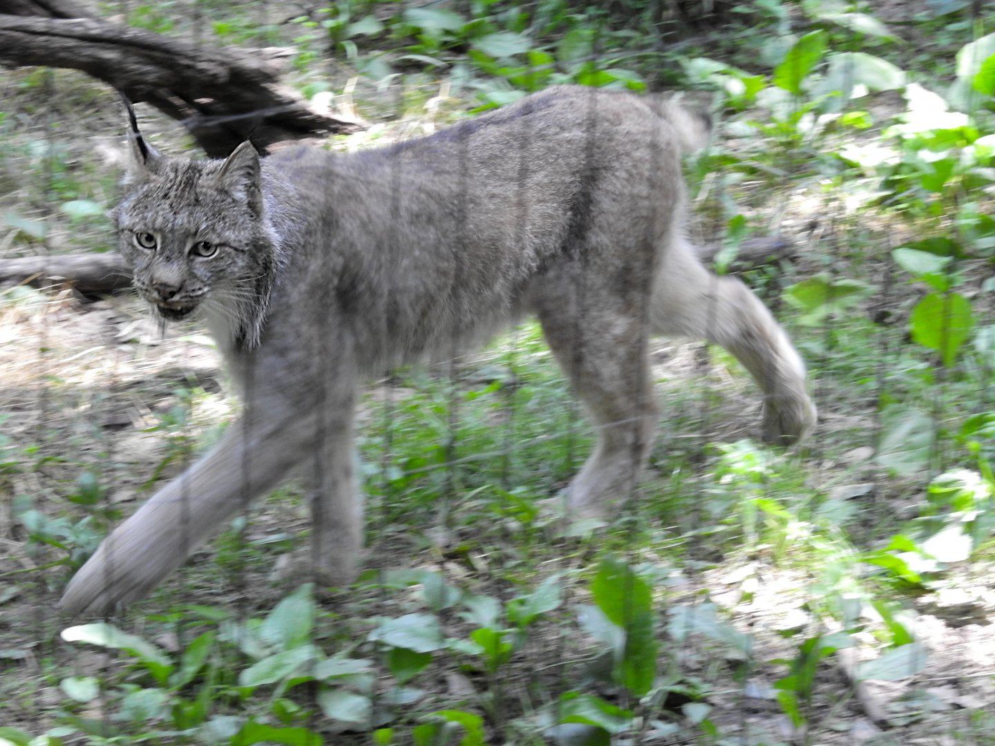 Canadian Lynx