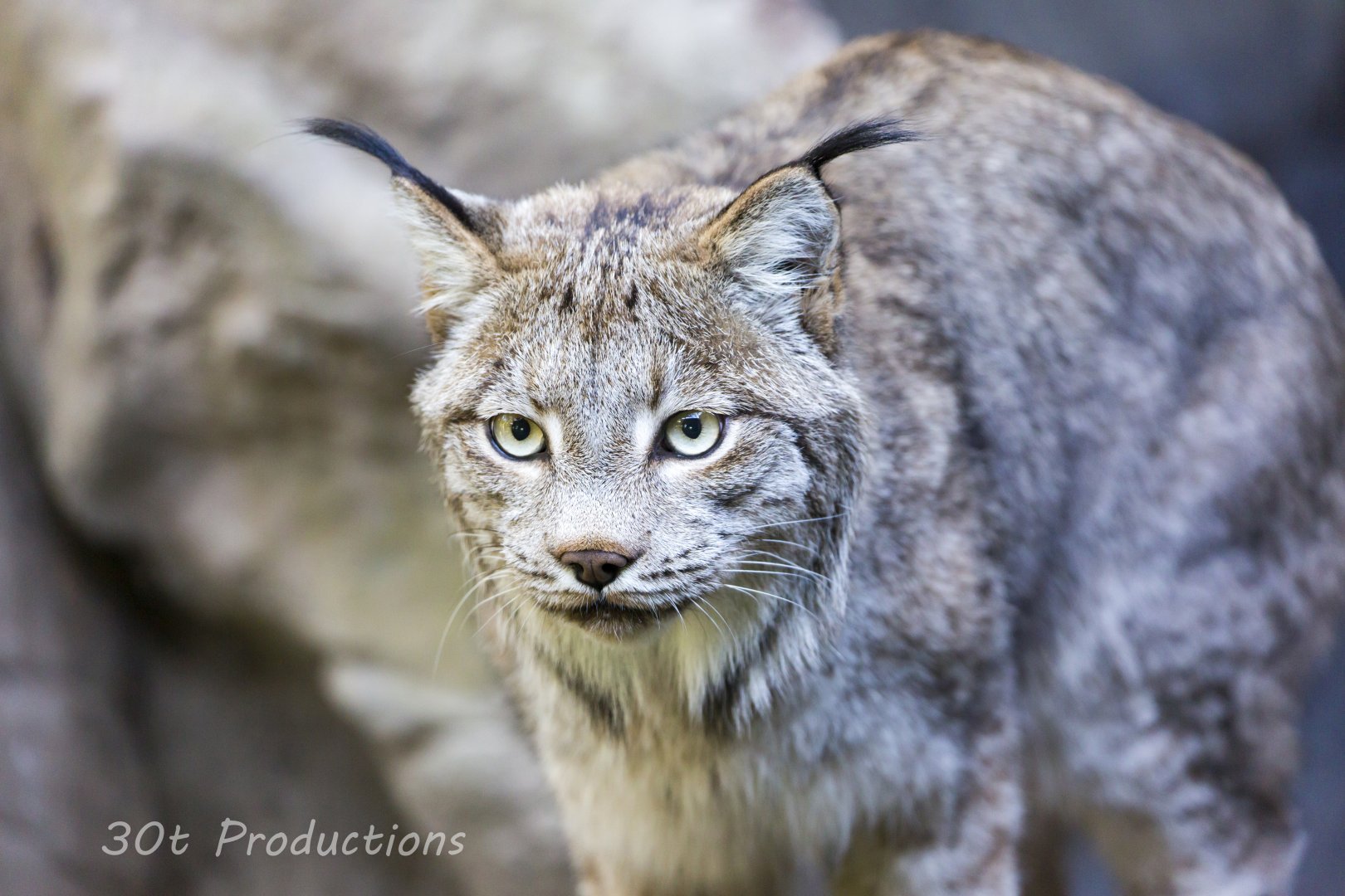 Canadian Lynx