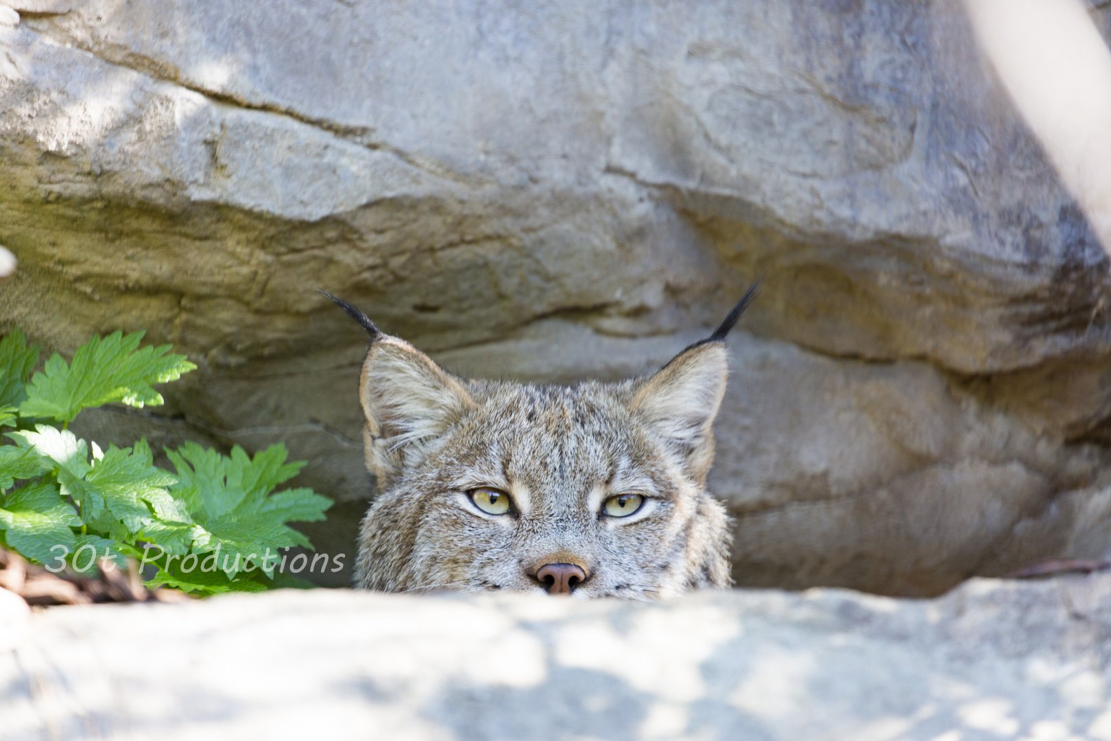 Canadian Lynx