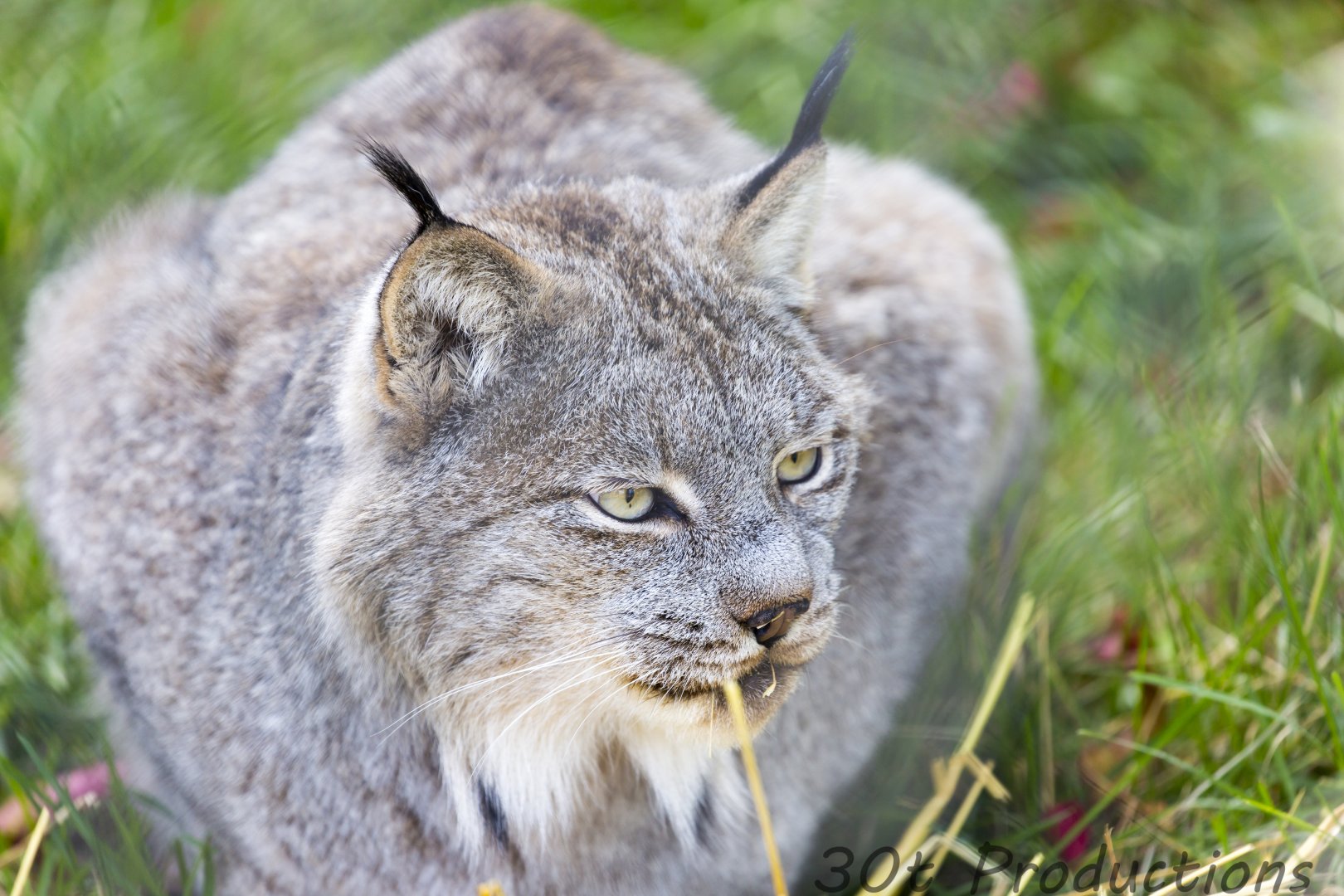 Canadian Lynx