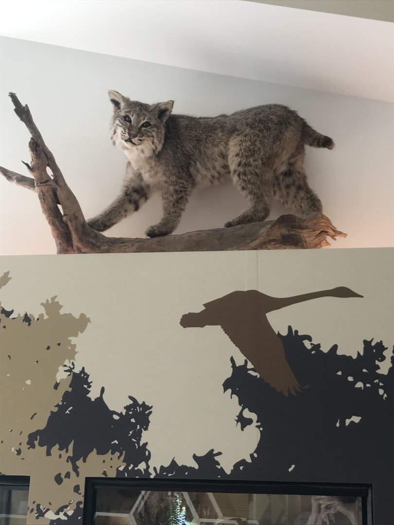 Canadian Lynx