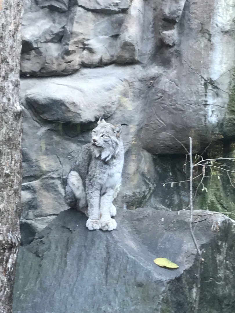 Canadian Lynx