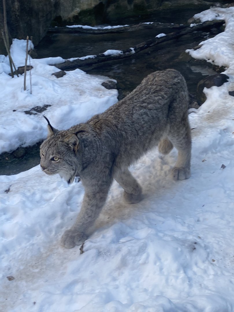 Canadian Lynx