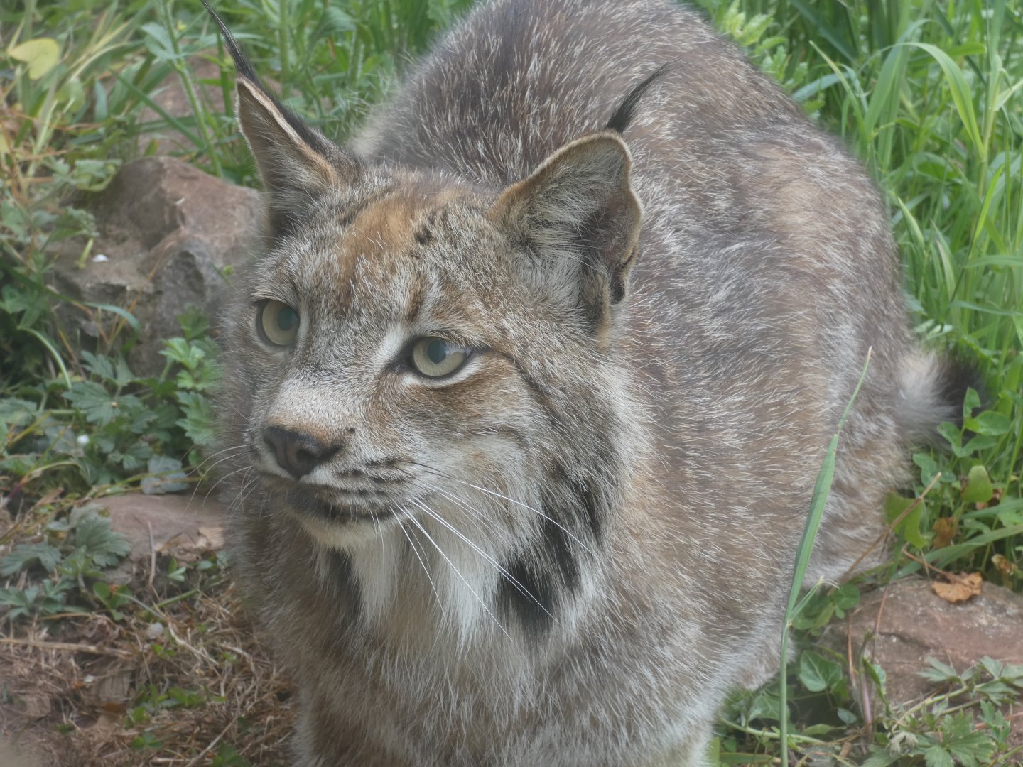 Canadian lynx