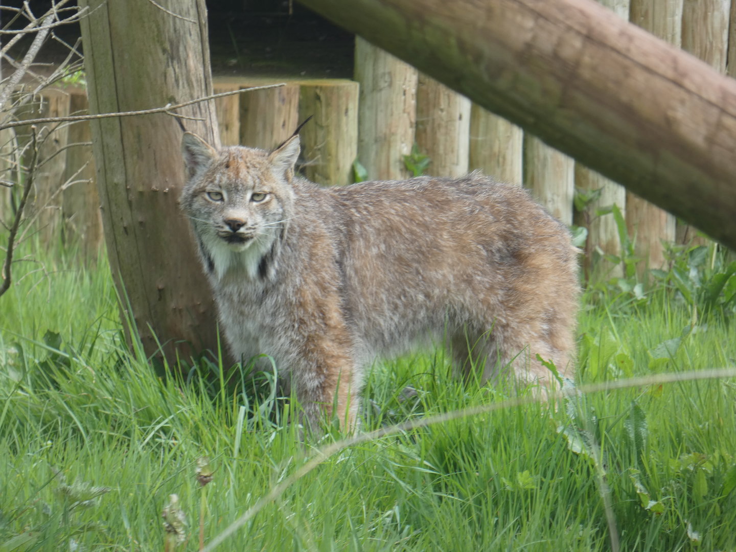 Canadian lynx
