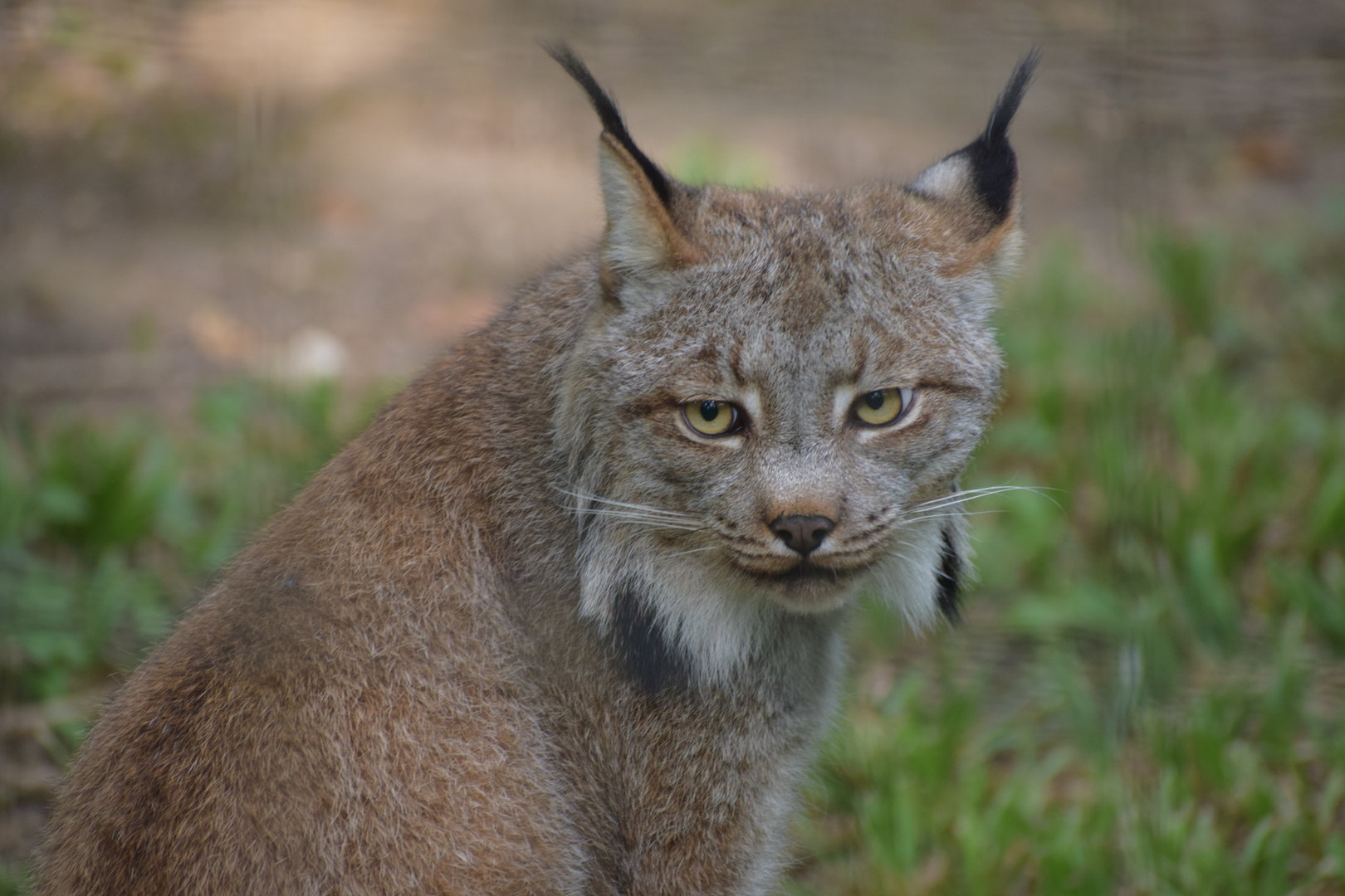 Canadian lynx