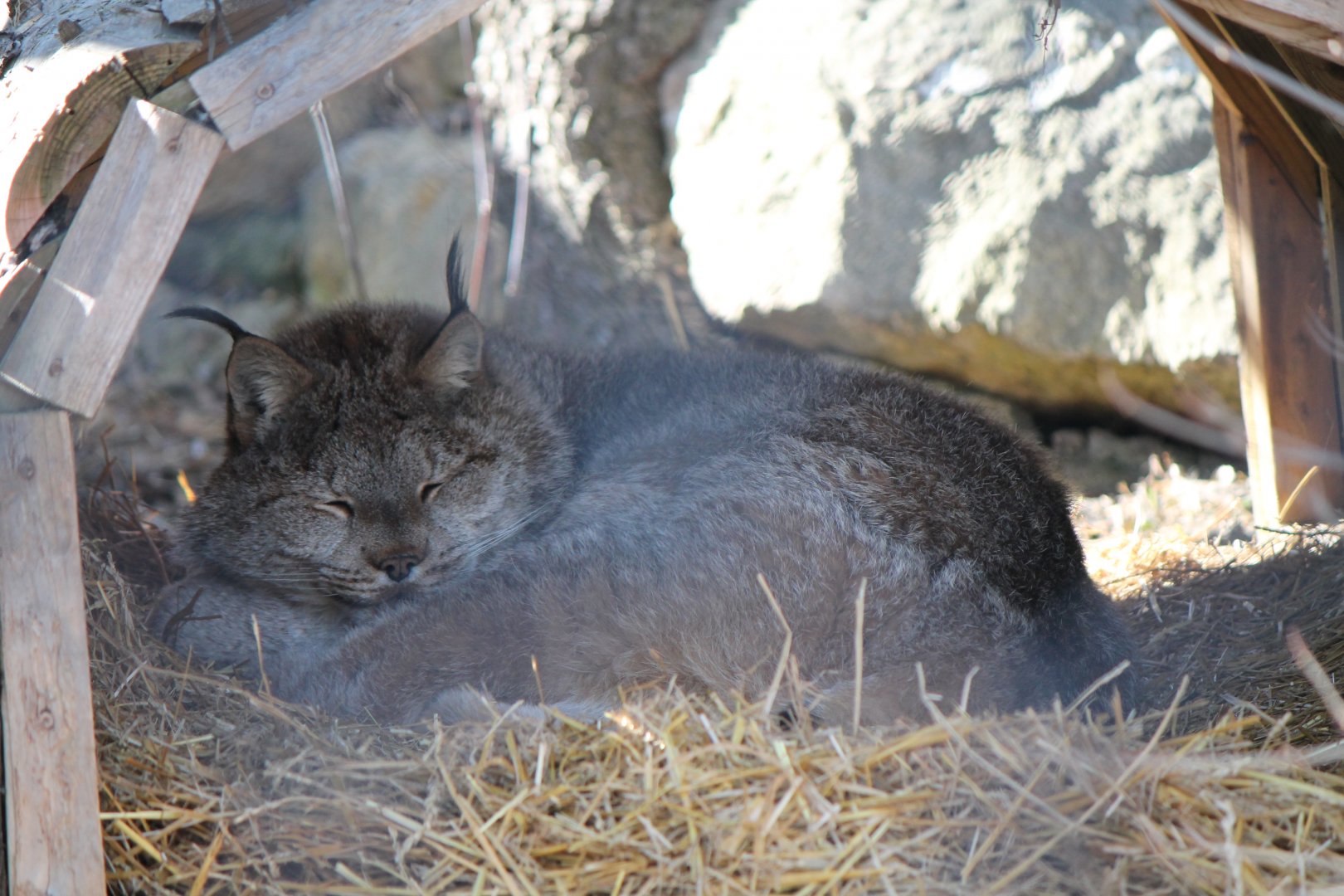 Canadian Lynx