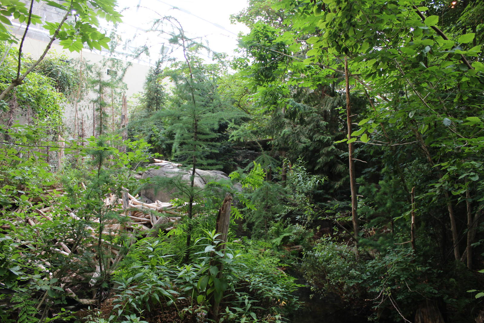 Canadian Maple Forest Hall - June 2016