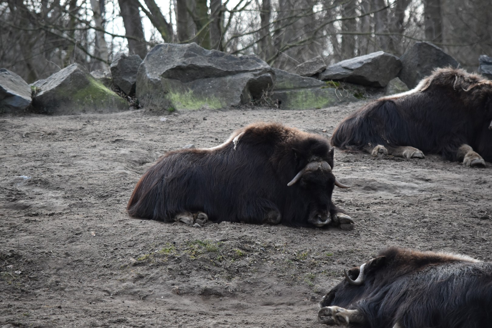 Canadian muskox