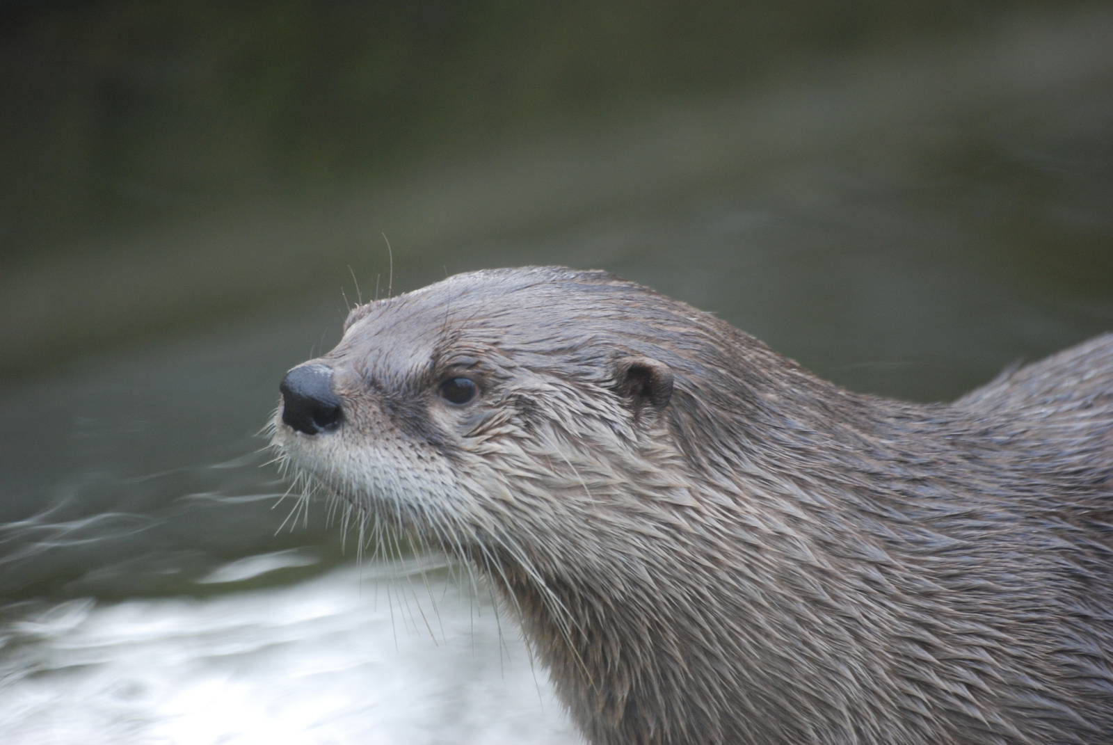 Canadian Otter at Bristol, 06/03/11