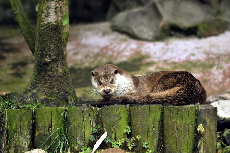 Canadian otter at Lüneburger Heide.