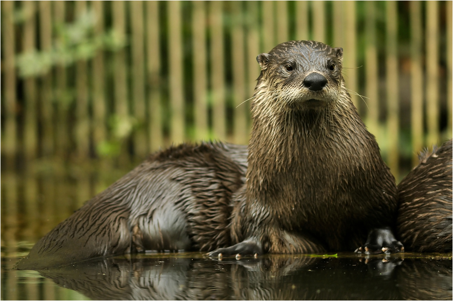 Canadian otter at ZOOM Gelsenkirchen