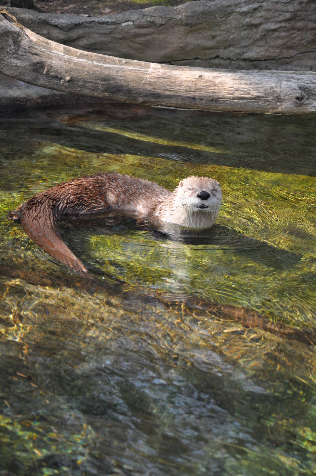 Canadian otter (Lontra canadensis)
