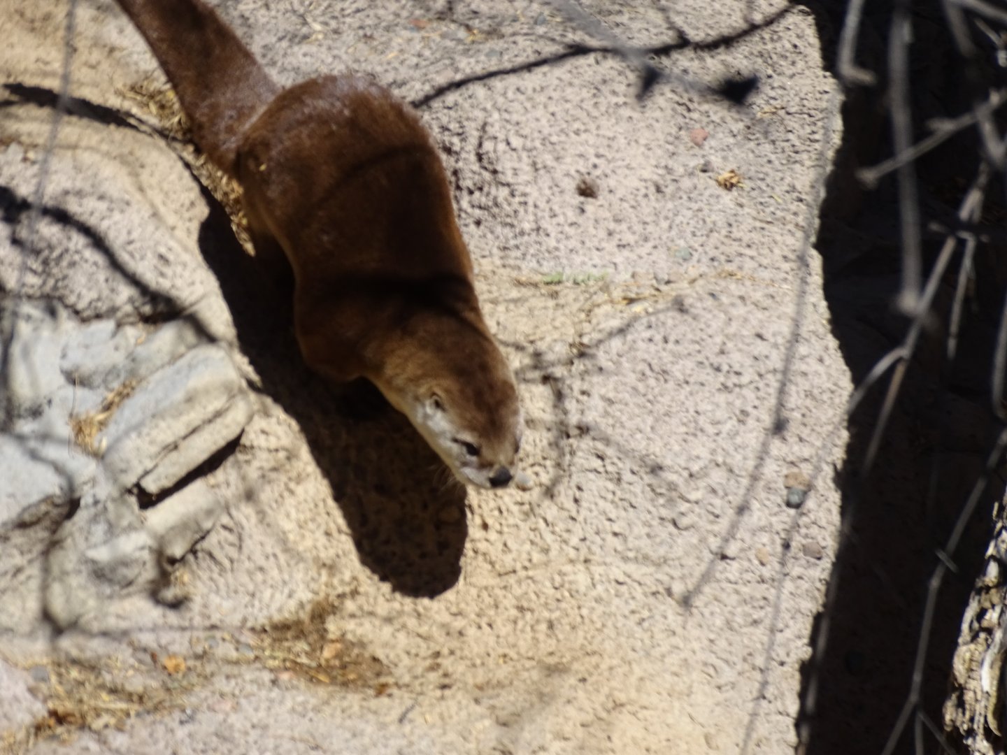 Canadian otter (Lontra canadensis)