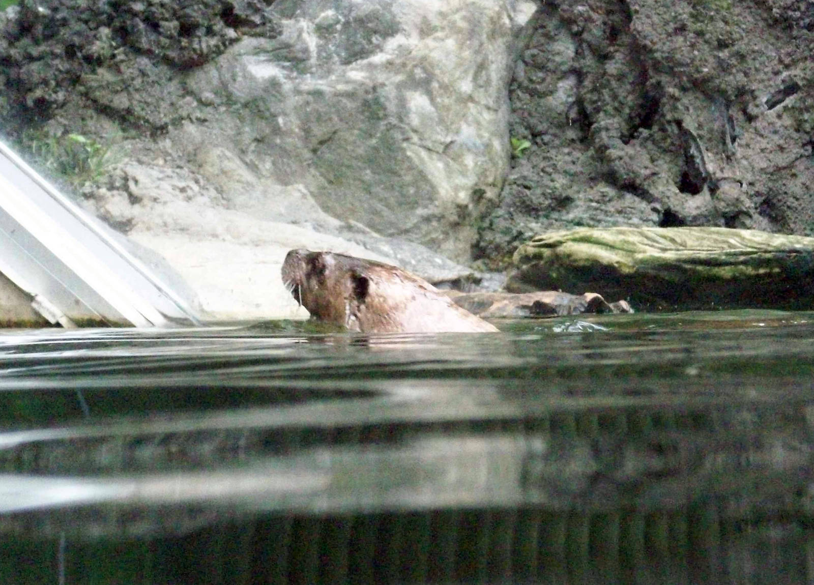 Canadian Otter