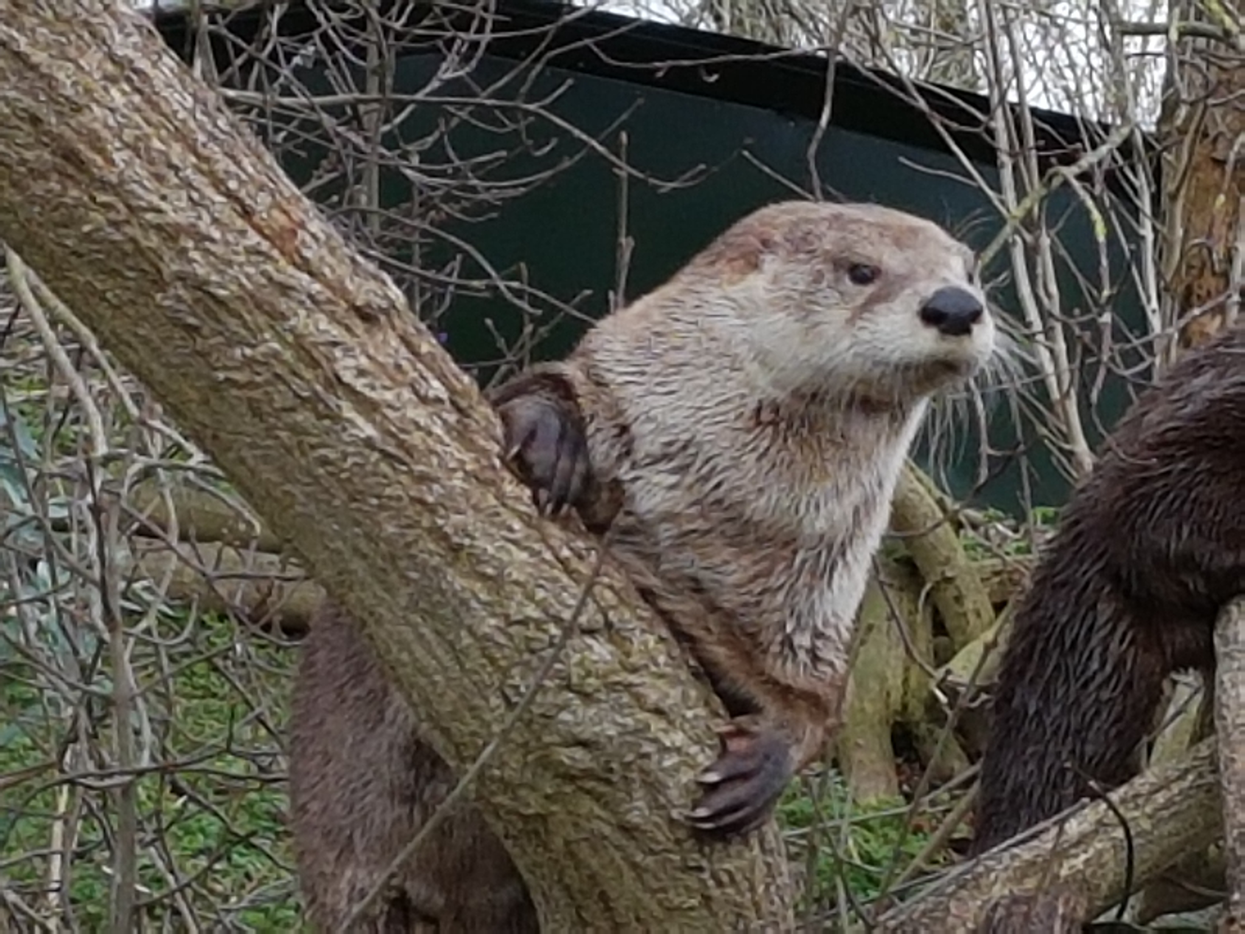 Canadian otter