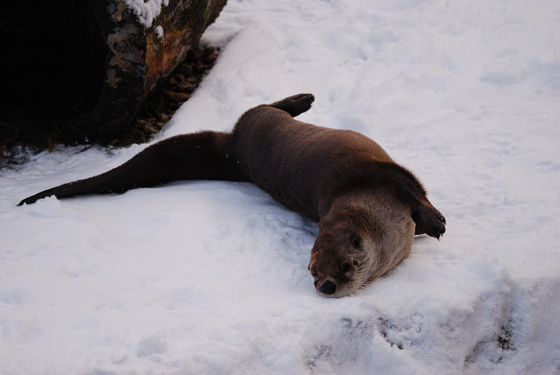 Canadian otter