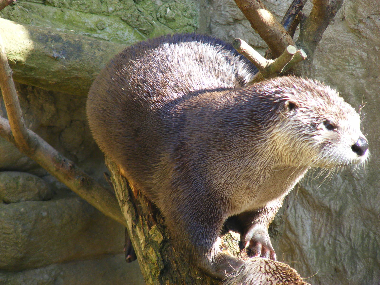Canadian river otter at Amazon World, 5 April 2010