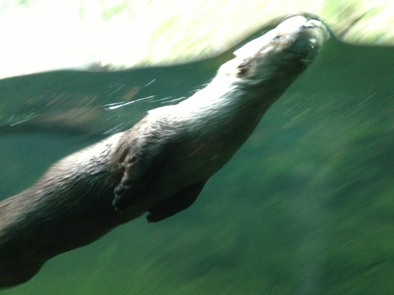 Canadian River Otter