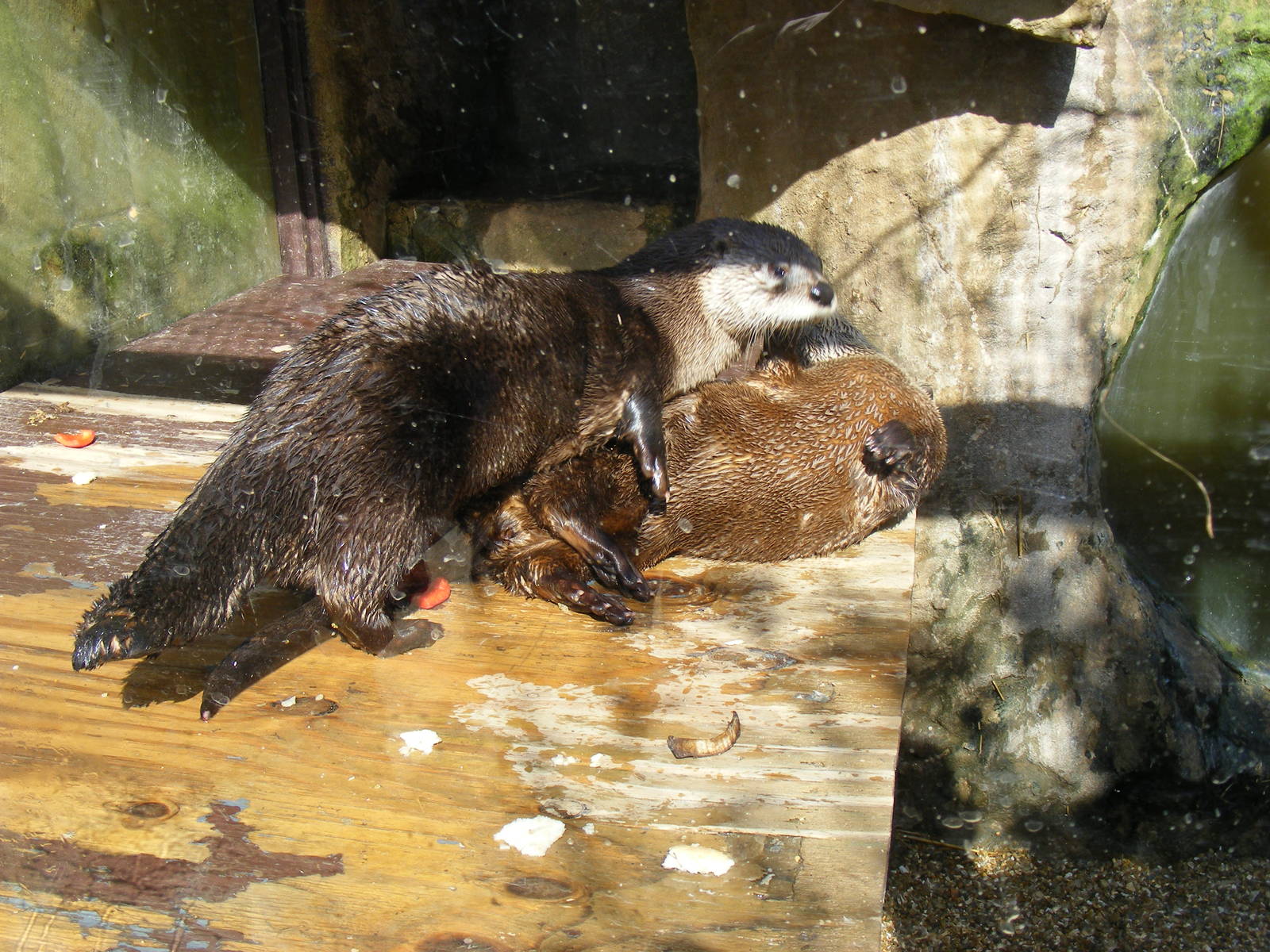 Canadian river otters at Amazon World, 5 April 2010