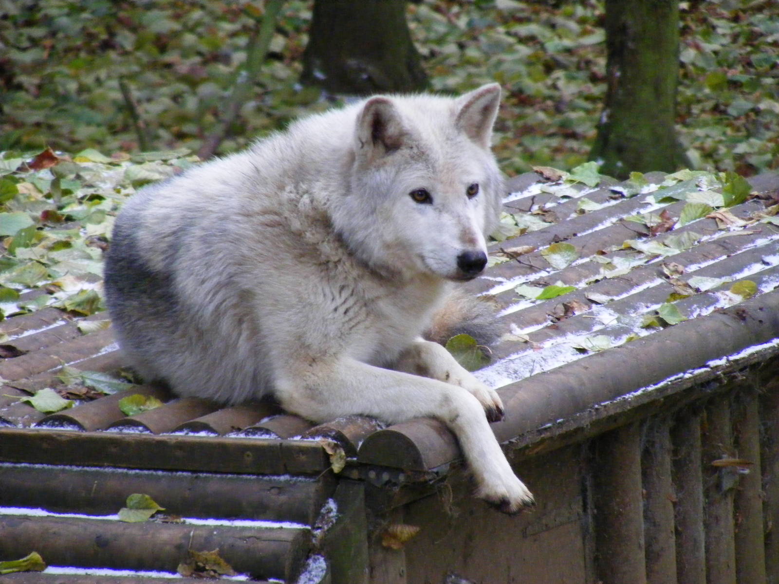 Canadian timber wolf at Cotswold Wildlife Park, 27 November 2010