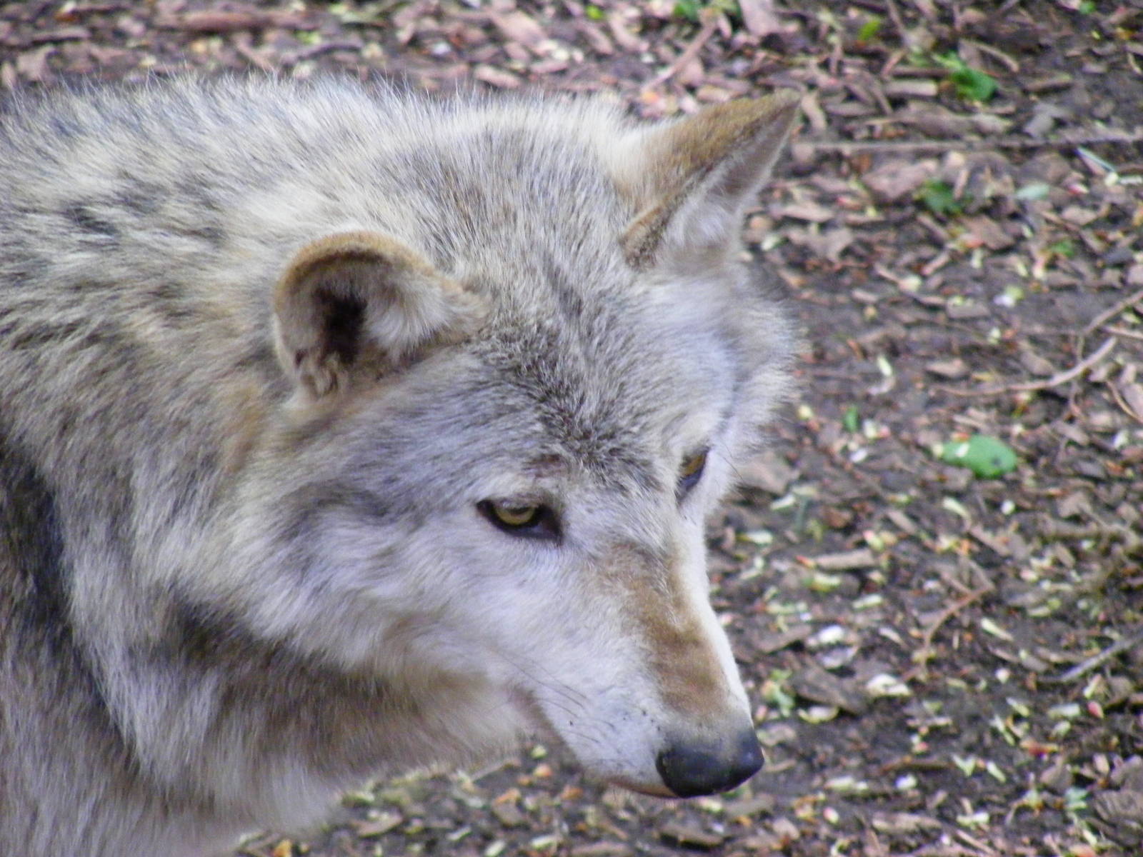Canadian timber wolf at Cotswold Wildlife Park, 3 May 2010