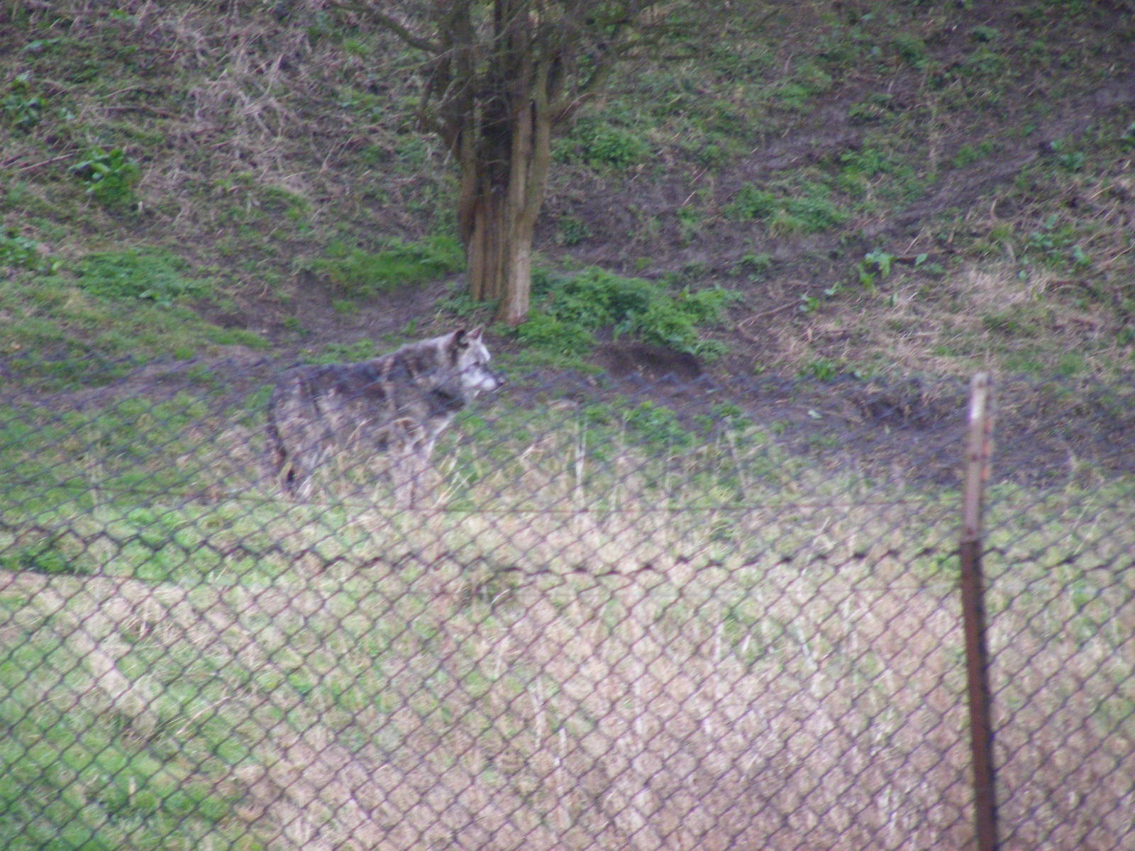Canadian timber wolf at Port Lympne Wild Animal Park, 13 February 2011