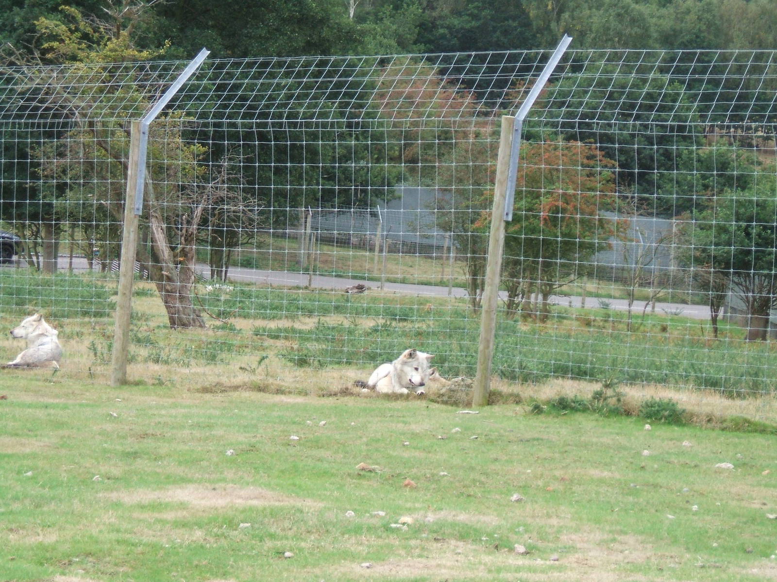 Canadian Timber Wolf at West Midlands Safari Park