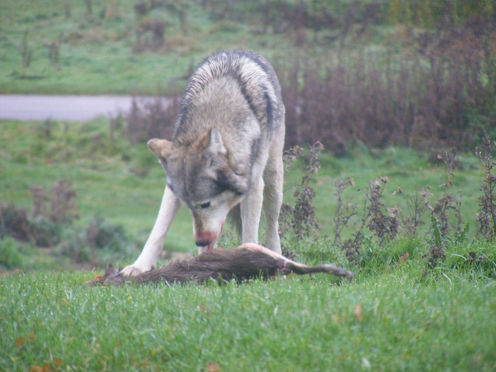 Canadian timber wolf at Woburn Safari Park, 14 November 2010