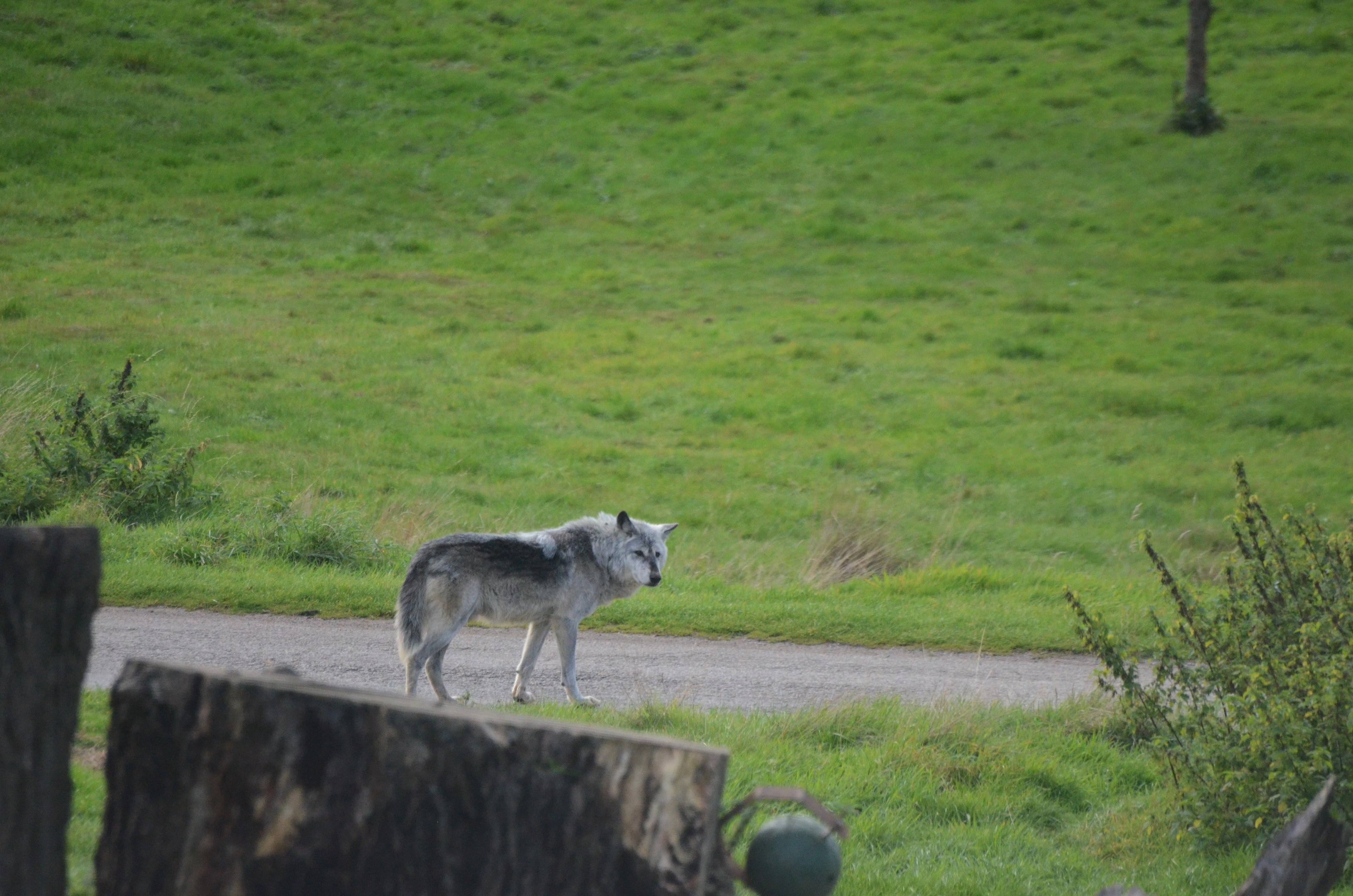 Canadian Timber Wolf at Woburn Safari Park, 16/10/16