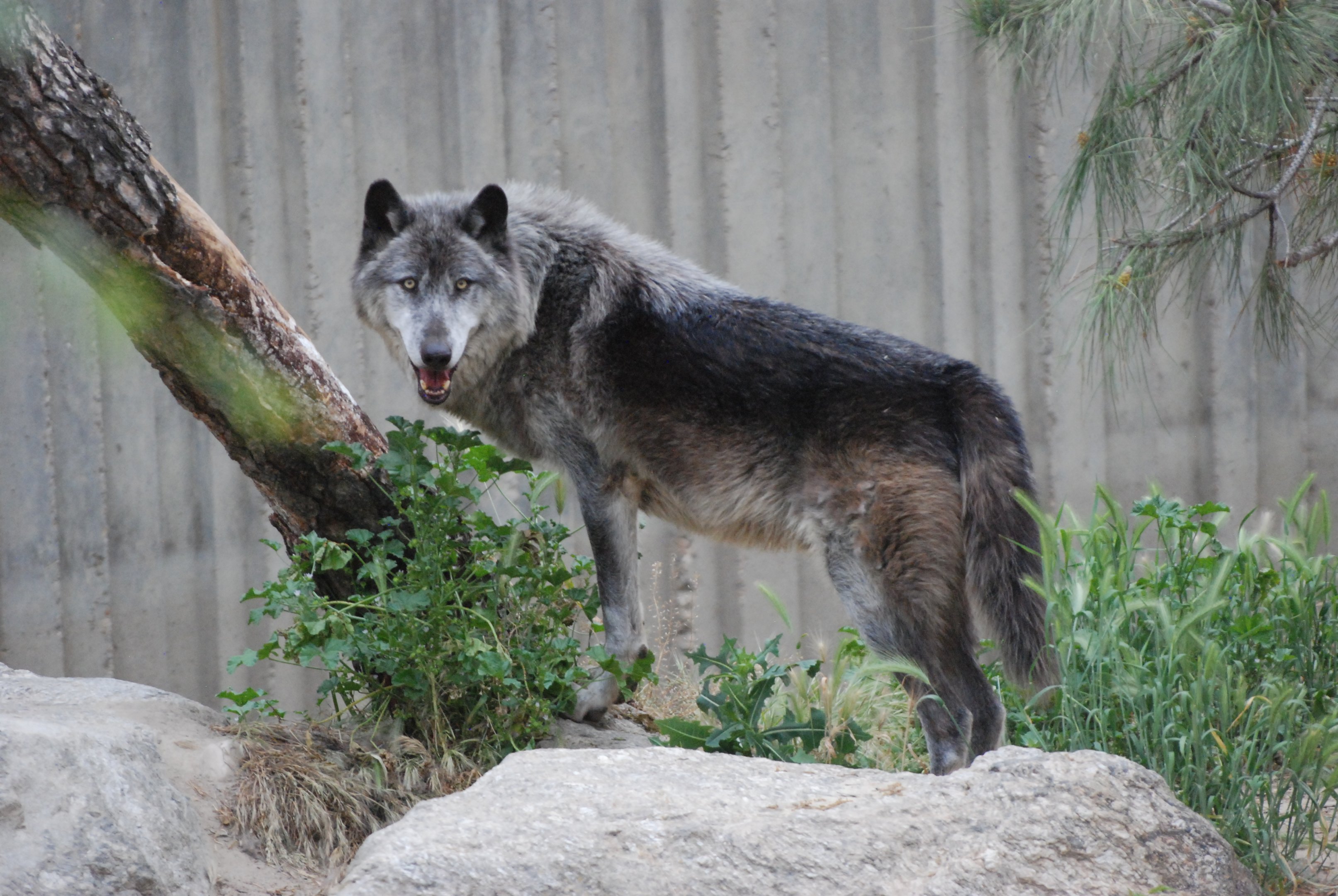 Canadian TImber Wolf at Zoo Aquarium de Madrid, 20th May 2022