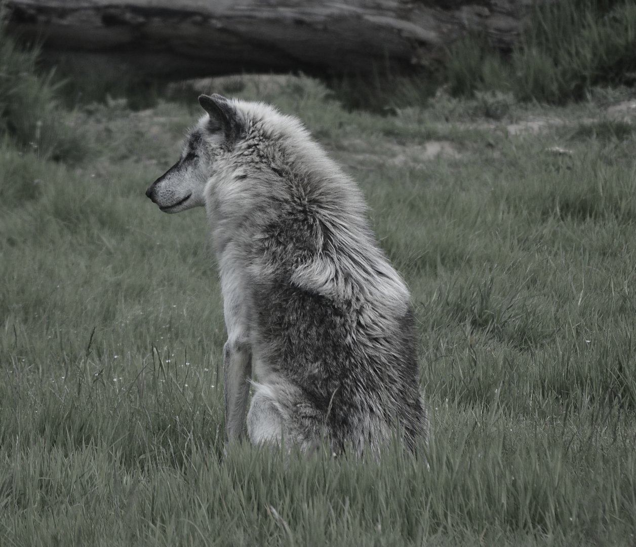 Canadian Timber Wolf - May 2022