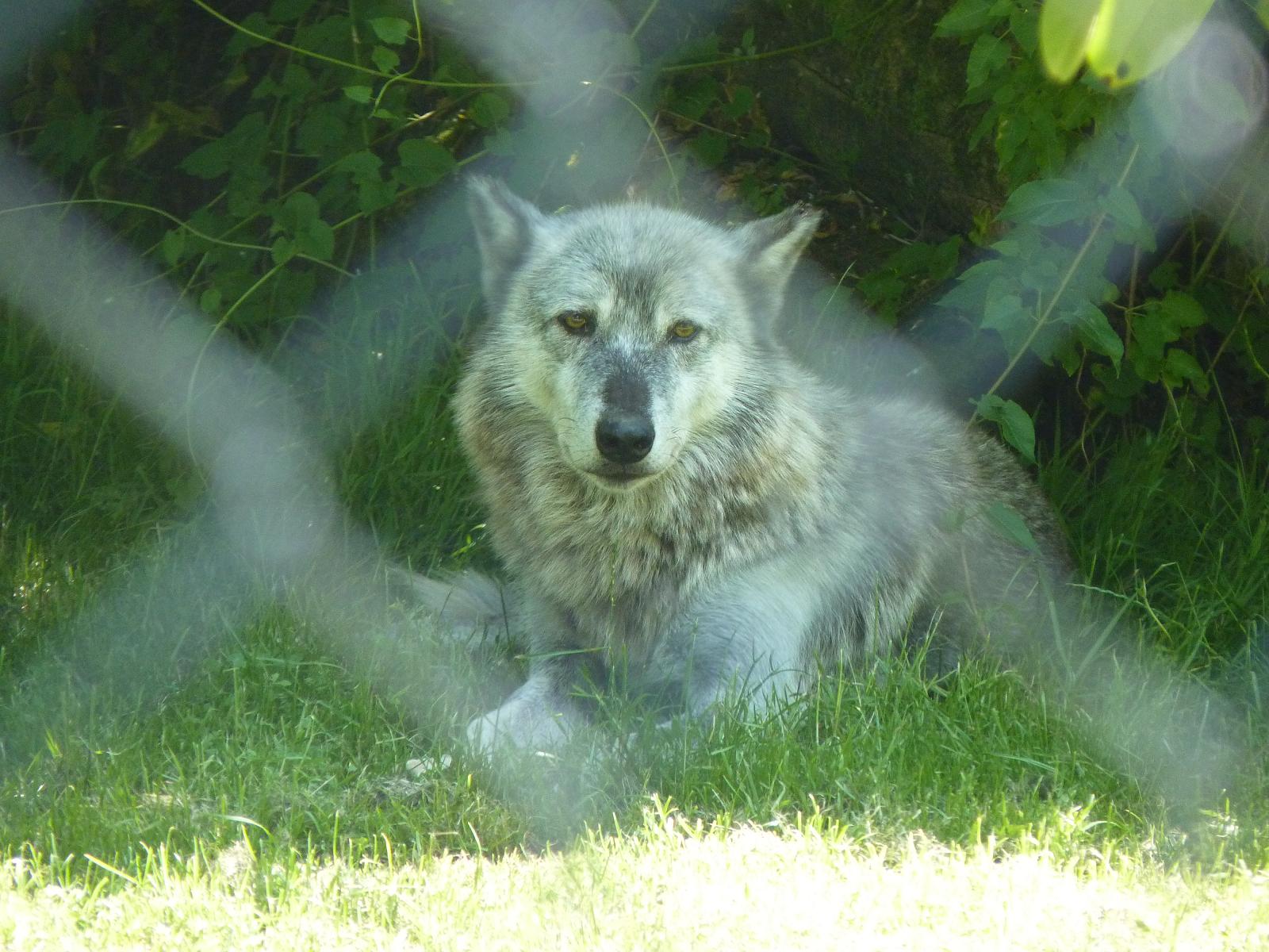 Canadian Timber Wolf