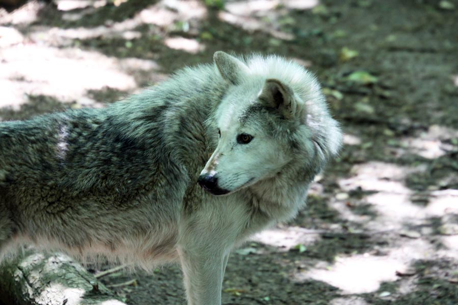 Canadian Timber Wolf