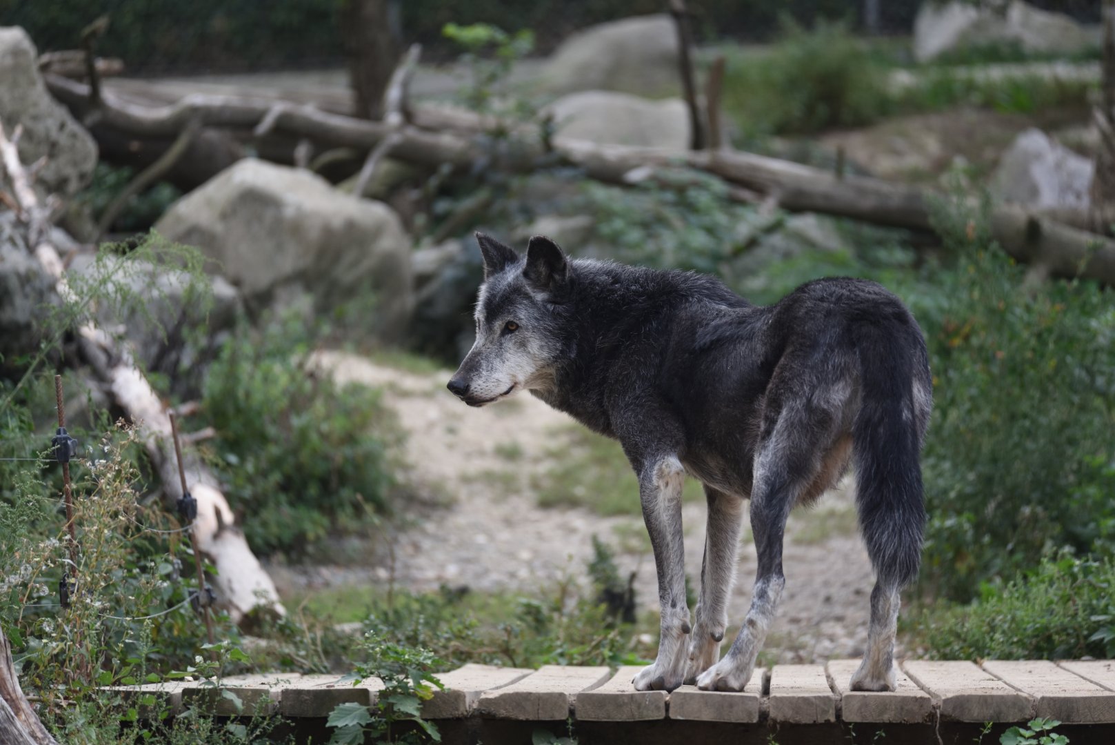 Canadian timber wolf