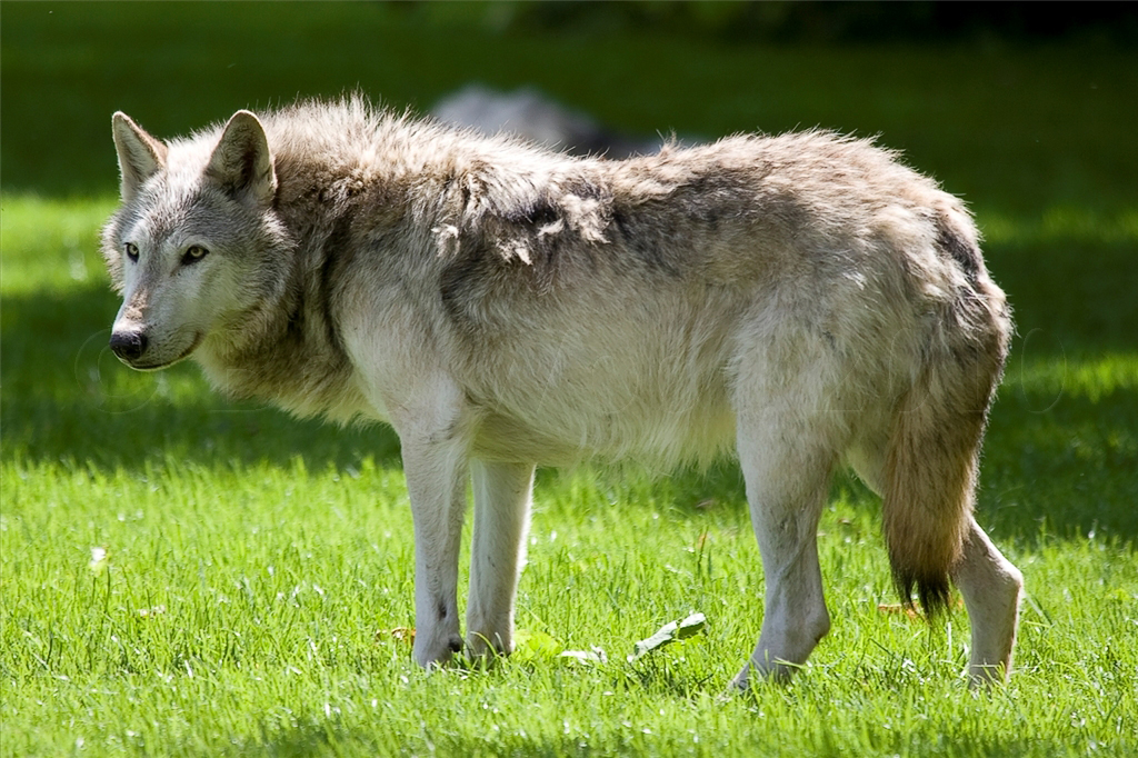 Canadian Timber Wolf