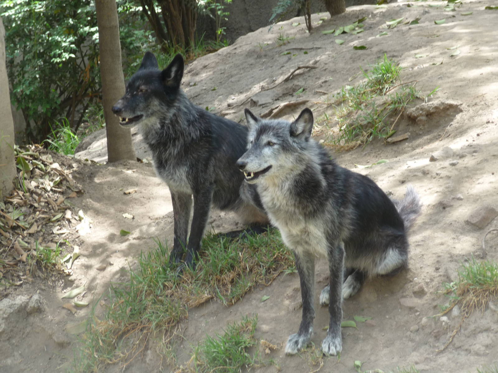 canadian timber wolves chapultepec zoo