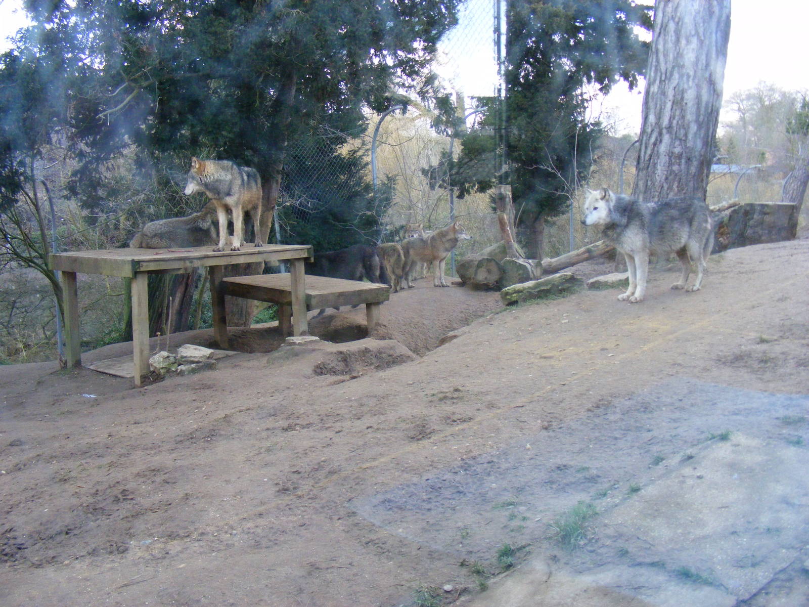 Canadian Timber Wolves in Call of the Wild exhibit at Colchester Zoo, 13 Fe