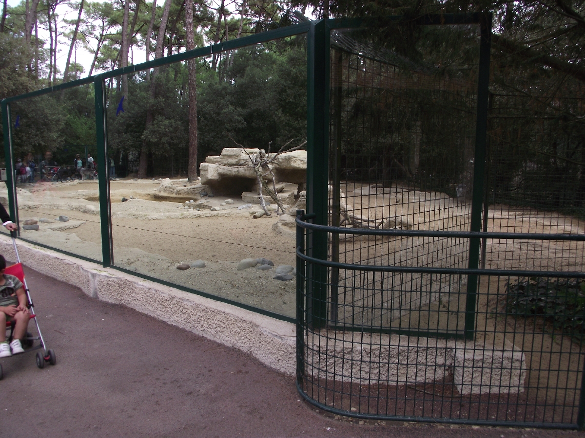 Canadian Timber Wolves