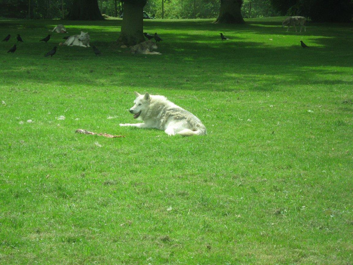 Canadian Timber Wolves