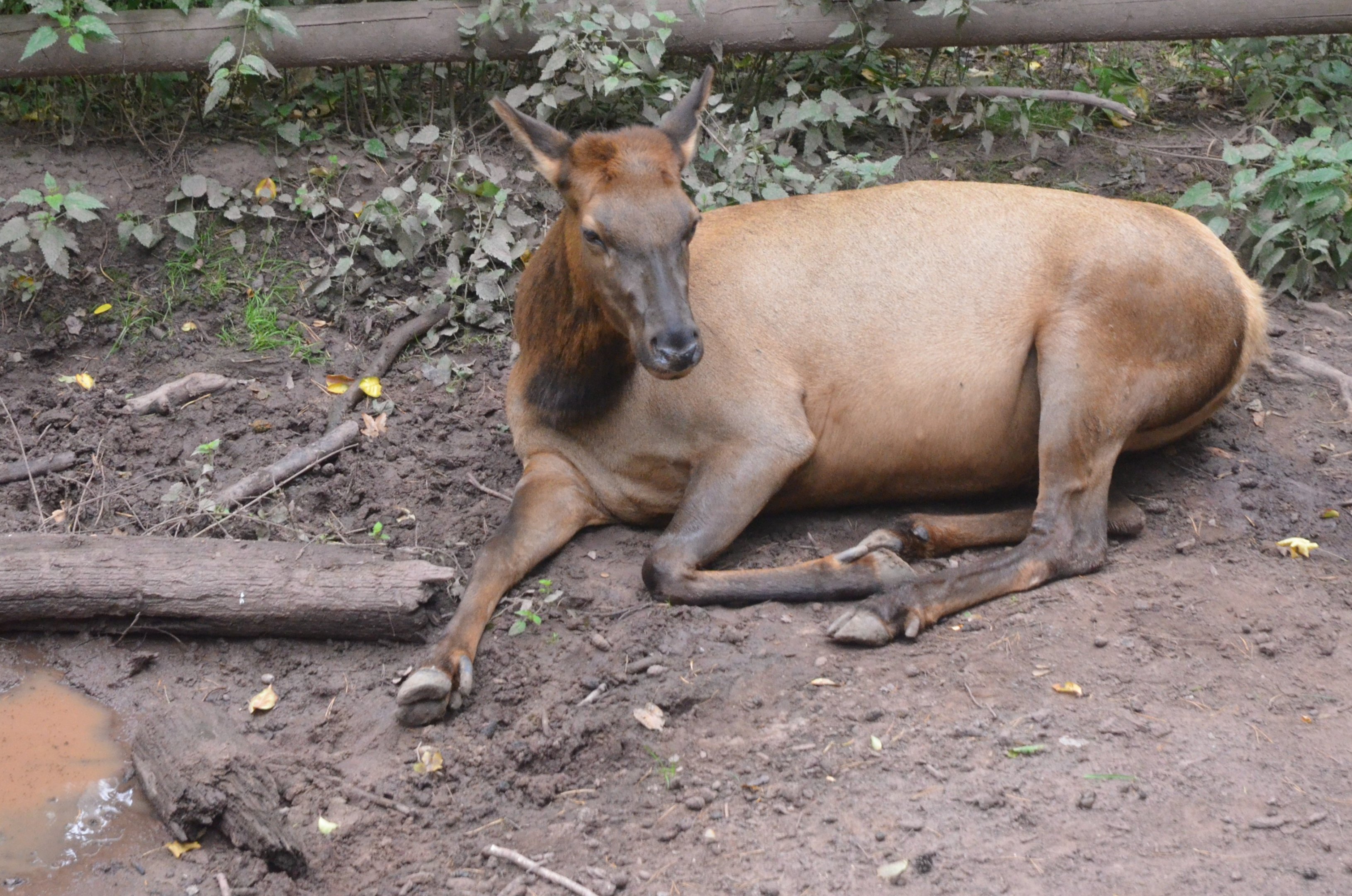 Canadian Wapiti at Nuremberg, 08/09/19