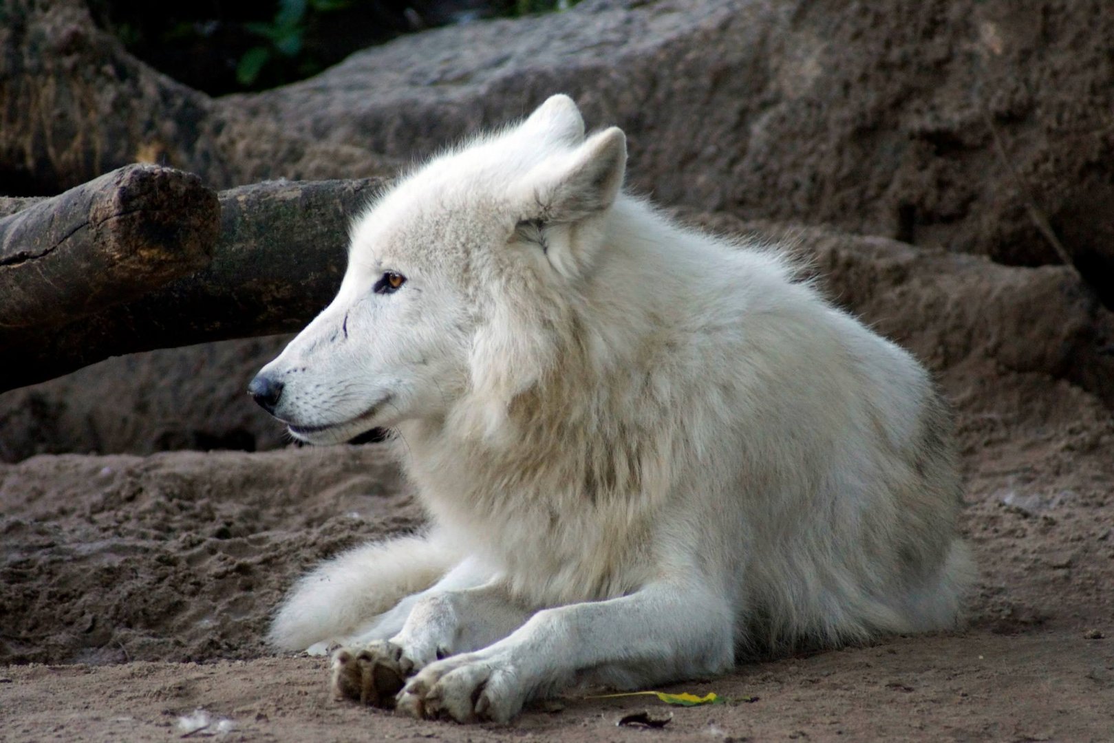 Canadian White Wolf