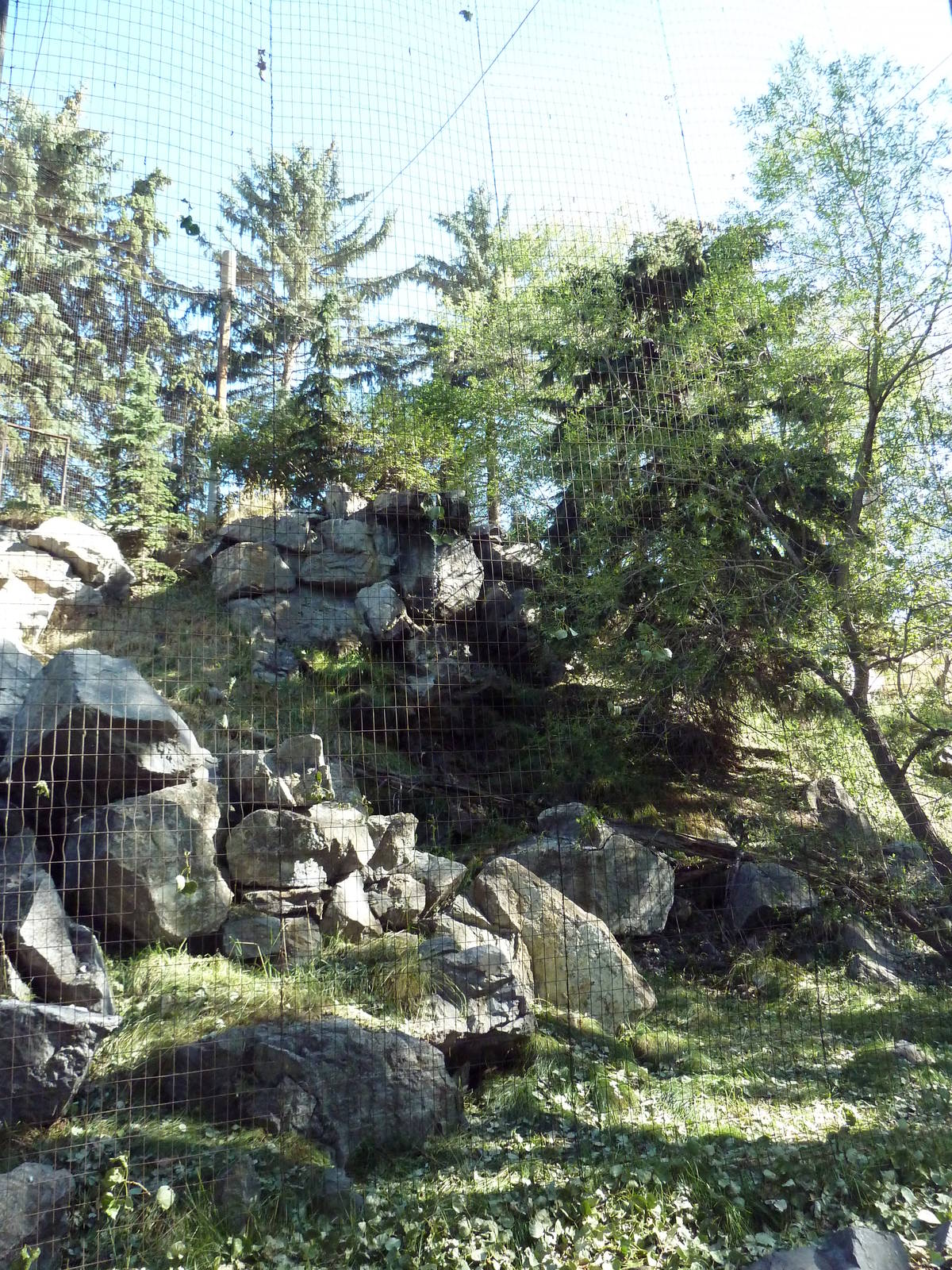 Canadian Wilds - Bald Eagle/Golden Eagle Exhibit