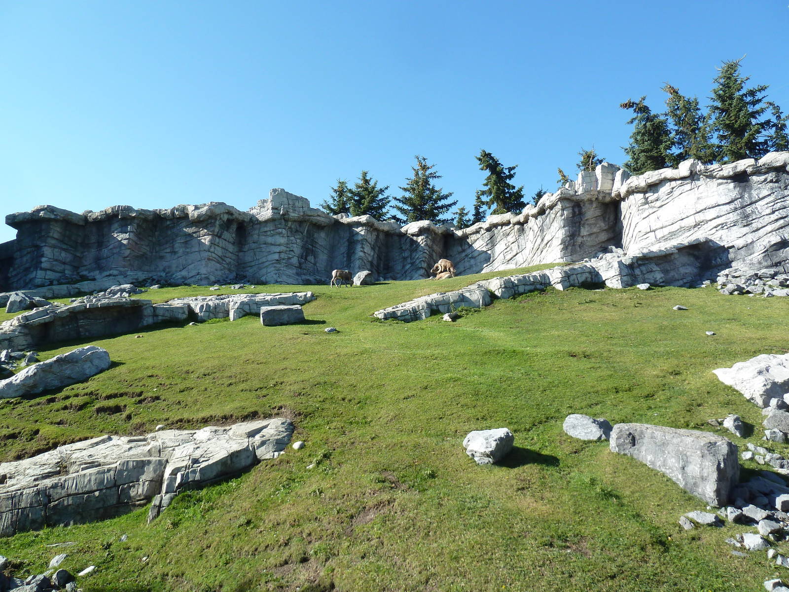 Canadian Wilds - Bighorn Sheep Exhibit